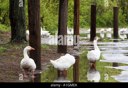 Le oche in piedi di pozzanghere in foresta Massachusetts USA Foto Stock