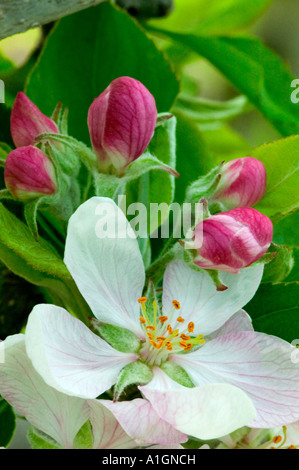 Apple blossoms, ramo, California Foto Stock