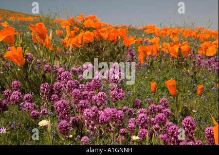 Civette trifoglio, California Poppies fioritura, California Foto Stock