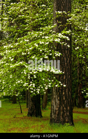 White Sanguinello tree fioritura, California Foto Stock