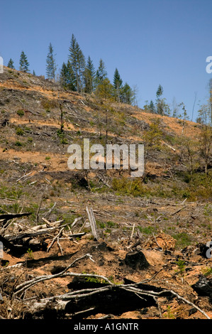 Chiara definizione del sito di registrazione, patch tagliare, slash pine, abete di Douglas & Ponderosa Pine. Foto Stock