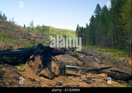 La riforestazione taglio chiaro sito preparato per il reimpianto. Foto Stock