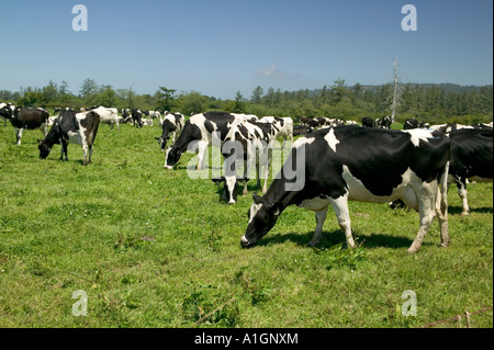 Holstein vacche da latte al pascolo, Eco latteria. Foto Stock