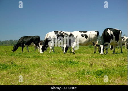 Holstein mucche al pascolo. Organici di 'Eco' dairy. Foto Stock