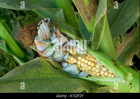 Coppia granello di fuliggine galli sul mais orecchio. Foto Stock