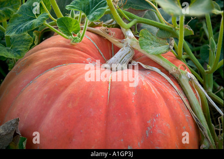 La zucca " Big Max' sulla vite. Foto Stock