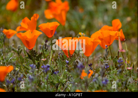 California poppies in prato, Antelope Valley, California. Foto Stock