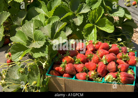 Raccolte le fragole nella casella Campo, California Foto Stock