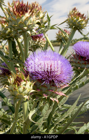 Fiore della pianta di carciofo crescita selvaggia, California Foto Stock