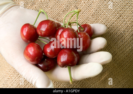 Mano, guanto in lattice tenendo premuto 'Bing " ciliegie. Foto Stock