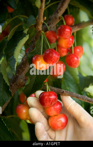 Le ciliegie Rainier "' , con guanti in lattice raccolta a mano. Foto Stock