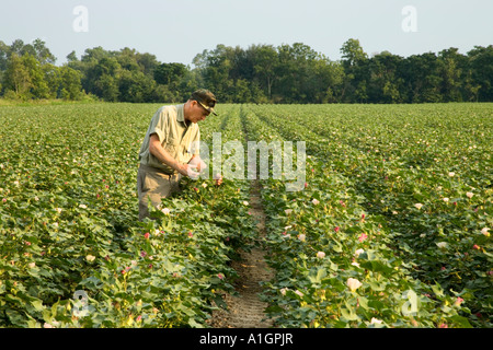 Coltivatore di cotone di ispezione in campo, Foto Stock