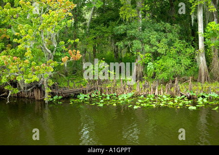 St. Johns River, lamantino Wildlife Refuge, Florida Foto Stock