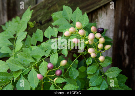 Curry di crescita della pianta, fogliame con semi, Foto Stock