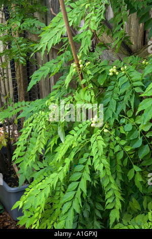 Foglie di curry con semi, Foto Stock