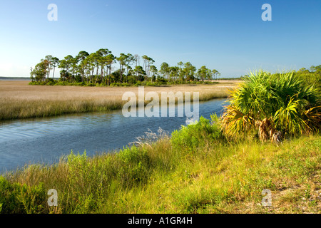 Acqua di sale palude, slash pine amache. Foto Stock