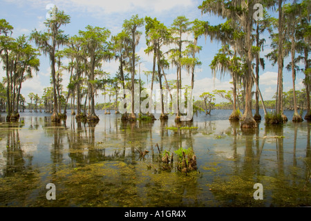 Sponde del lago, stagno Cypress. Foto Stock