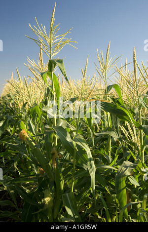 Campo di grano, fiocco di fase. Foto Stock