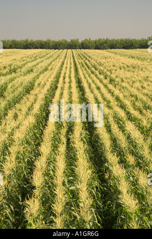 Campo di mais righe convergenti, fiocco di fase. Foto Stock