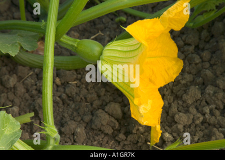 Fiori di zucca, frutta impostazione. Foto Stock