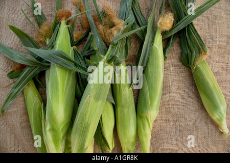 Le orecchie del raccolto di mais. Foto Stock