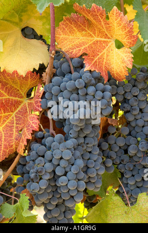 Mature Uve da vino merlot' sulla vite con la caduta delle foglie. Foto Stock