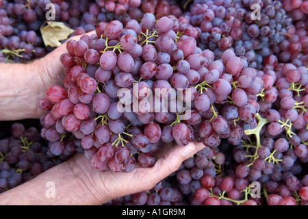 Mani visualizzazione mature " biologici " Uve da tavola " Autunno Blaze", Foto Stock