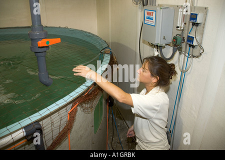 Biologo controlla 'red pesce' comportamento mentre alimentando, SERF, Porto lamantino. Foto Stock