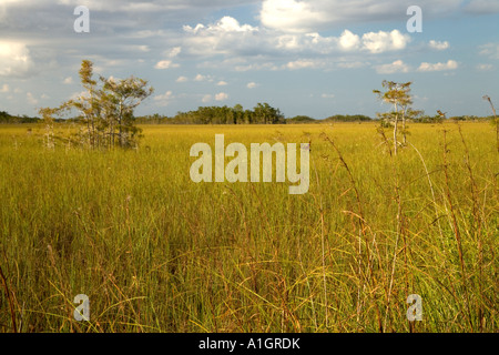 Sawgrass prairie amache, Everglades National Park. Foto Stock