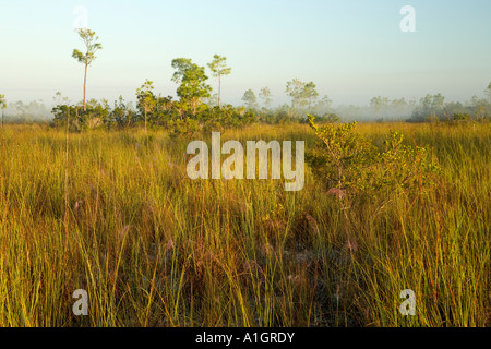 Sawgrass Prairie, pino amache, Everglades National Park. Foto Stock