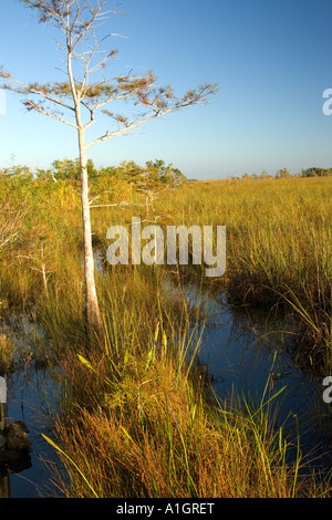 Sawgrass Marsh Pond Cypress, Everglades National Park. Foto Stock