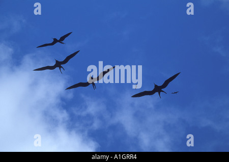 Frigate Bird (Fregata spp) Foto Stock