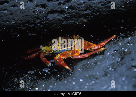 Sally luce granchio del piede (Grapsus grapsus) Foto Stock