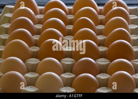 Uova di colore marrone in righe Foto Stock