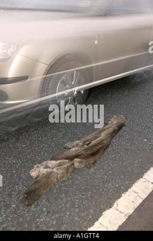 Una Lontra ucciso da traffico sulla A590 vicino a Ulverston, Cumbria Foto Stock