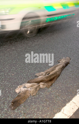 Una Lontra ucciso da traffico sulla A590 vicino a Ulverston, Cumbria Foto Stock