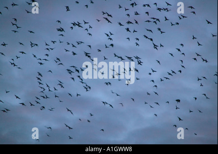 Rooks e jackdaws floccaggio prima di posatoio, Ulverston, Cumbria Foto Stock