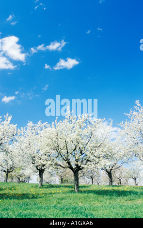 Gli alberi di ciliegio in fiore Foresta Nera in Germania Foto Stock