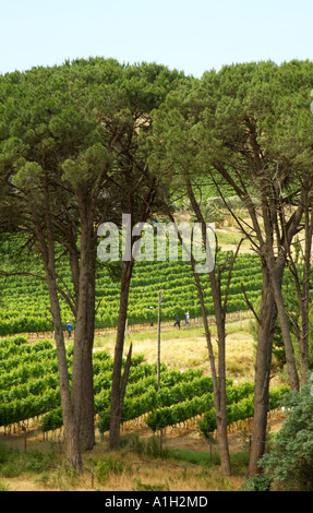 Stellenbosch vino percorso lungo la R44 autostrada Western Cape South Africa RSA vigneti e pini alberi Foto Stock