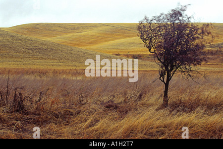 Vento in Palouse Washington STATI UNITI D'AMERICA Foto Stock