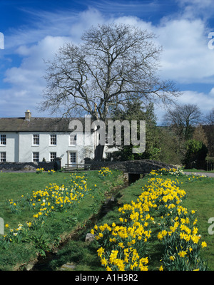 Cotherstone verde villaggio in Teesdale County Durham con molla narcisi che crescono lungo il torrente Foto Stock