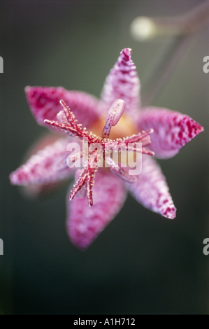 Close up di un Tricyrtis Formosana nel mese di settembre Foto Stock