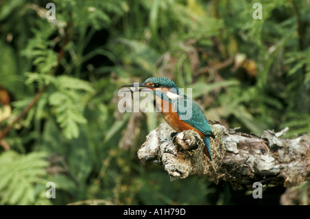 Martin pescatore Alcedo atthis Foto Stock