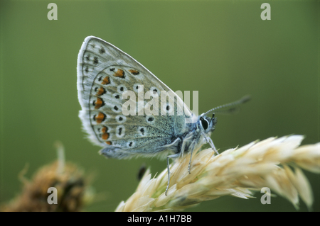 Un maschio blu comune Polyommatus icarus Foto Stock