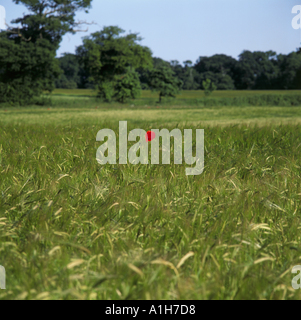 Un singolo scarlet papavero nel mezzo di un campo di crescita di orzo a Hunworth North Norfolk Foto Stock