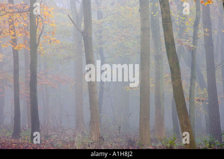 La nebbia in la ridgeway lungo il percorso a distanza Foto Stock