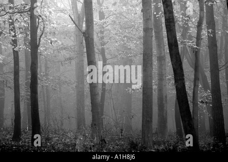 La nebbia in la ridgeway lungo il percorso a distanza Foto Stock