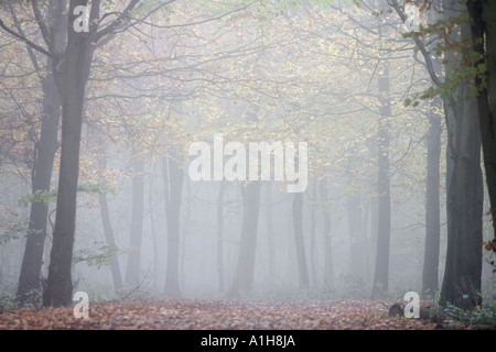 La nebbia in la ridgeway lungo il percorso a distanza Foto Stock