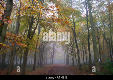 La nebbia in la ridgeway lungo il percorso a distanza Foto Stock