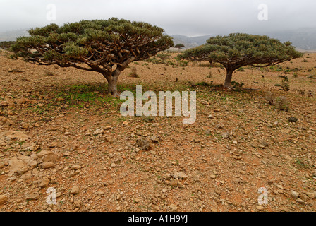 Tree Euphorbia altopiano Homhil Socotra island Yemen Foto Stock